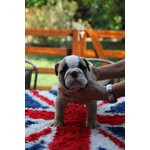 Cuccioli di Bulldog Inglese