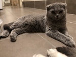 Scottish fold e Scottish Straight - Foto n. 2