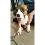 Cuccioli Amstaff