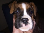 Disponibili Splendide Cucciole Boxer Fulve