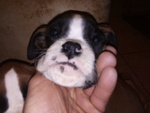 Disponibili Splendide Cucciole Boxer Fulve - Foto n. 2