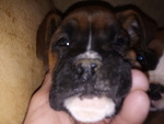 Disponibili Splendide Cucciole Boxer Fulve - Foto n. 4