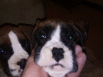 Disponibili Splendide Cucciole Boxer Fulve - Foto n. 5