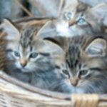 Cuccioli Gatto Siberiano Ipoallergenico - Foto n. 2