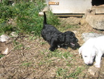 Cuccioli in Regalo - Foto n. 4