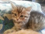 Cuccioli Gatto Siberiano Ipoallergenico - Foto n. 3