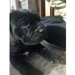 Cuccioli cane Corso