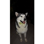 🐶 Husky maschio di 8 anni e 2 mesi in accoppiamento a Ravenna (RA) e in tutta Italia da privato