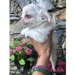 Chihuahua pelo Corto e Lungo solo Chiamate no Sms - Foto n. 6