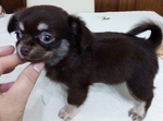 Chihuahua pelo Corto e Lungo solo Chiamate no Sms - Foto n. 9