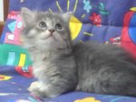 Cuccioli Gatto Siberiano Ipoallergenico - Foto n. 9