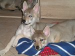 Cucciole di cane lupo Cecoslovacco