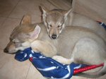 Cucciole di cane lupo Cecoslovacco - Foto n. 4