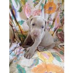 Cuccioli- Weimaraner