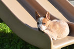 Cuccioli di Australian Cattle Dog - Foto n. 2