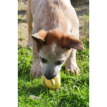 Cuccioli di Australian Cattle Dog - Foto n. 3