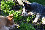 Cuccioli di Australian Cattle Dog - Foto n. 6