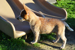 Cuccioli di Australian Cattle Dog - Foto n. 8