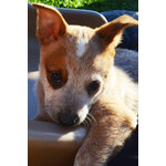 Cuccioli di Australian Cattle Dog - Foto n. 9