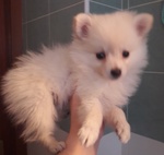 Cucciola Spitz