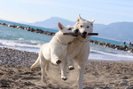 Cuccioli di Pastore Svizzero Bianco pelo Corto - Foto n. 4