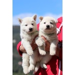 Cuccioli di Pastore Svizzero Bianco pelo Corto - Foto n. 6