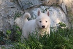 Cuccioli di Pastore Svizzero Bianco pelo Corto - Foto n. 7