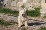 Cuccioli di Pastore Svizzero Bianco pelo Corto - Foto n. 8