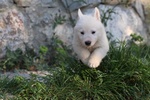 Cuccioli di Pastore Svizzero Bianco pelo Corto - Foto n. 9