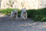 Cuccioli di Pastore Svizzero Bianco pelo Corto - Foto n. 10