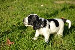 Cuccioli di Cocker Spaniel Inglese - Foto n. 3