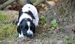 Cuccioli di Cocker Spaniel Inglese - Foto n. 4