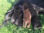 Cucciolotti di Labrador Retriver - Foto n. 2