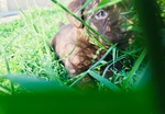 Cucciolotti di Labrador Retriver - Foto n. 1