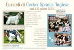 Cuccioli di Cocker Spaniel Inglese - Foto n. 6