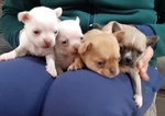 Cuccioli Chihuahua Toy - Foto n. 2