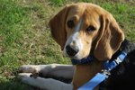 🐶 Beagle maschio di 10 anni e 11 mesi in accoppiamento a Roma (RM) e in tutta Italia da privato