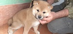 Cuccioli Shiba inu Femmina