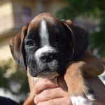 Cuccioli di Boxer alta Genealogia