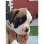 Cuccioli di Boxer alta Genealogia - Foto n. 3