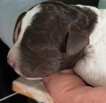 Lagotto Romagnolo Cuccioli con Pedigree