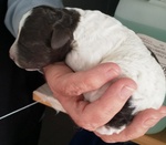 Lagotto Romagnolo Cuccioli con Pedigree - Foto n. 3