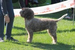 Lagotto Romagnolo Cuccioli con Pedigree - Foto n. 6