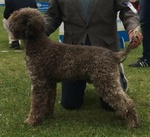 Lagotto Romagnolo Cuccioli con Pedigree - Foto n. 7