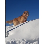 Golden Retriever Accoppiamento - Foto n. 2