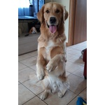 Golden Retriever Accoppiamento - Foto n. 3