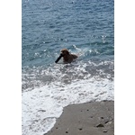 Golden Retriever Accoppiamento - Foto n. 5