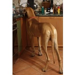 Alano Fulvo Maschio Cucciolone - Foto n. 3