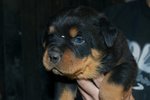 Cuccioli di Rottweiler - Foto n. 2