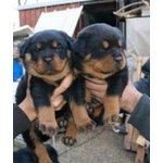 Cuccioli di Rottweiler